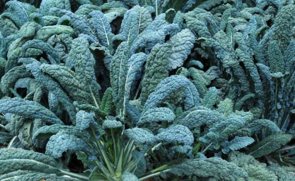 Kale, Dinosaur-Tuscan-Lacinato