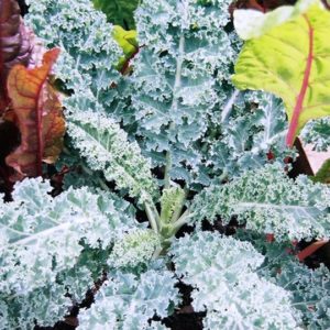 Kale, Vates Dwarf Blue