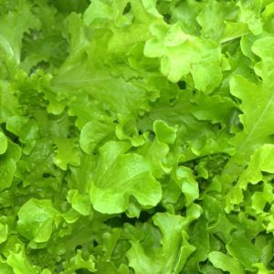Lettuce, Salad Bowl Green