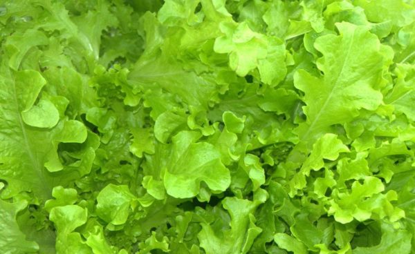 Lettuce, Salad Bowl Green