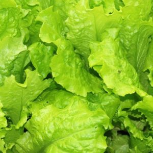 Lettuce, Black Seeded Simpson