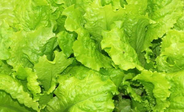 Lettuce, Black Seeded Simpson