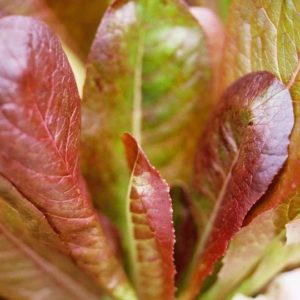 Lettuce, Cimarron
