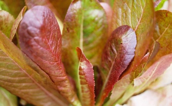 Lettuce, Cimarron