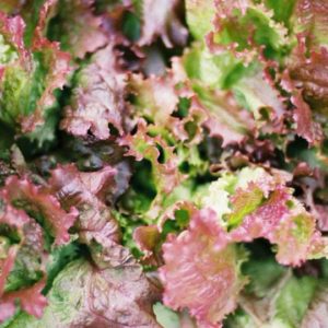 Lettuce, Mignonette Bronze