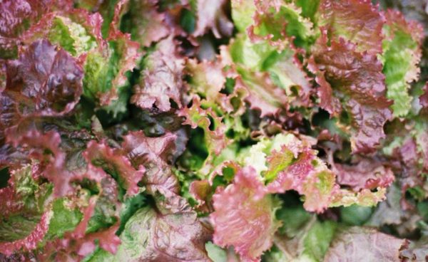 Lettuce, Mignonette Bronze
