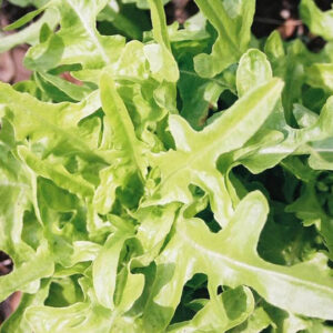 Lettuce, Oak Leaf