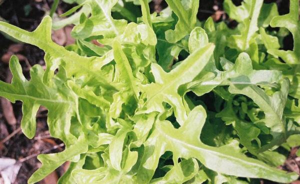 Lettuce, Oak Leaf