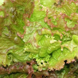 Lettuce, Prizehead
