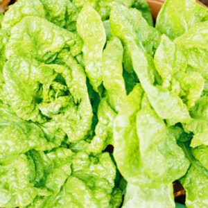 Lettuce, White Boston