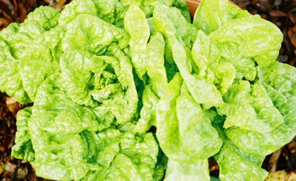 Lettuce, White Boston