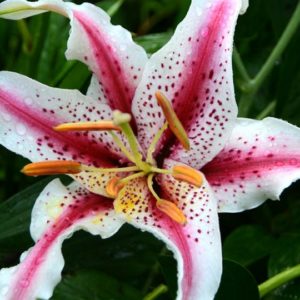 Oriental Lily, Dizzy