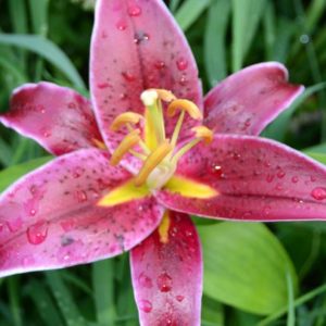 Oriental Lily, Magny Course
