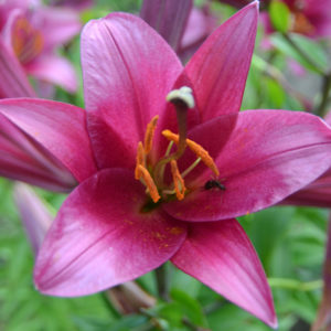 Oriental Trumpet Lily, Purple Prince