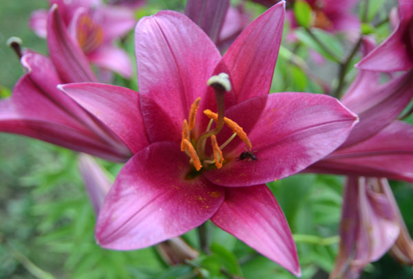 Oriental Trumpet Lily, Purple Prince