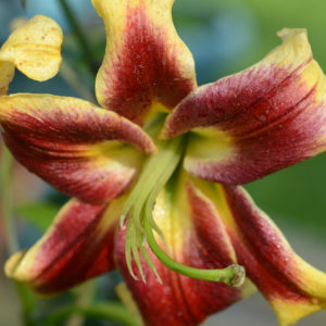 Oriental Trumpet Lily, Robert Swanson