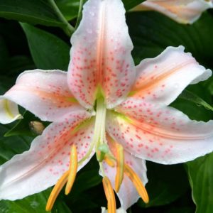 Oriental Lily, Salmon Star