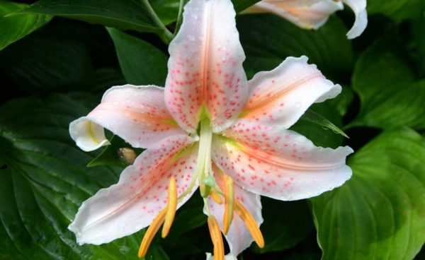 Oriental Lily, Salmon Star