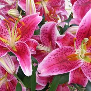 Oriental Lily, Stargazer