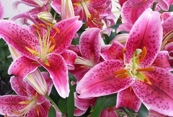 Oriental Lily, Stargazer