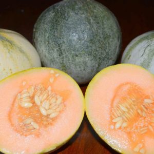 Melon, Charantais