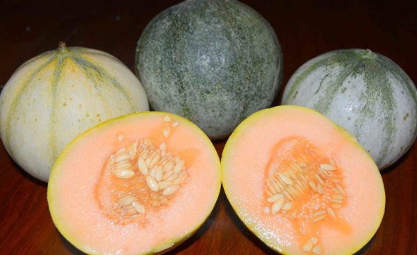 Melon, Charantais