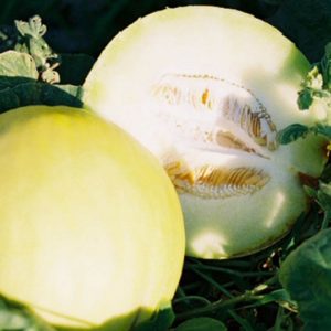 Melon, Honey Dew Green