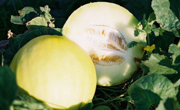 Melon, Honey Dew Green