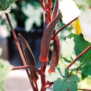 Okra, Burgundy