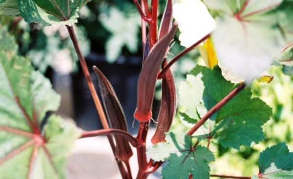 Okra, Burgundy