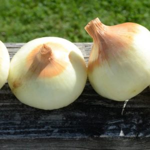 Yellow Sweet Spanish