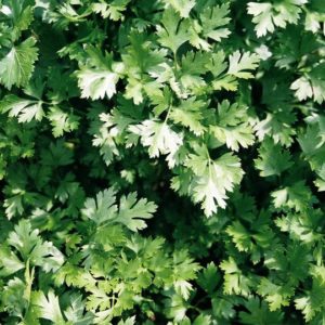 Parsley, Italian