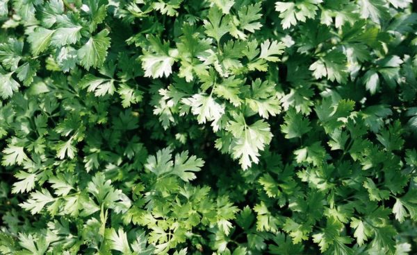Parsley, Italian