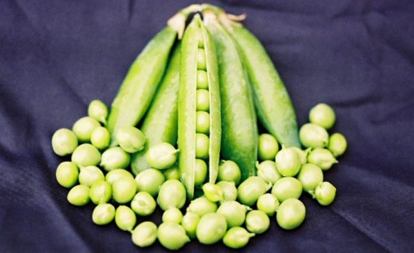 English or Shelling Pea, Early Frosty