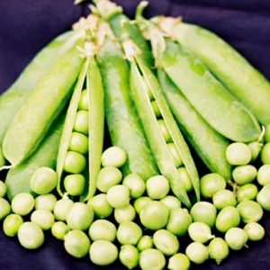 English or Shelling Pea, Freezonian