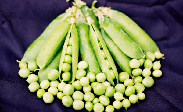 English or Shelling Pea, Freezonian