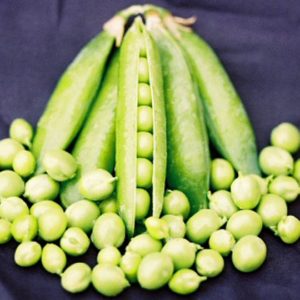 English or Shelling Pea, Little Marvel