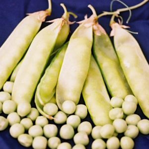 Edible Podded Pea, Mammoth Melting Pea