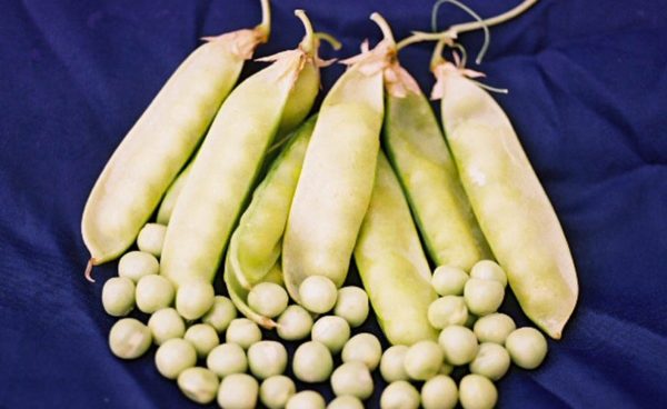 Edible Podded Pea, Mammoth Melting Pea