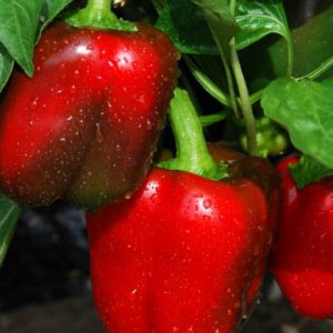 Sweet Pepper, Big Red