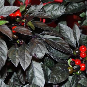 Hot Pepper, Black Pearl