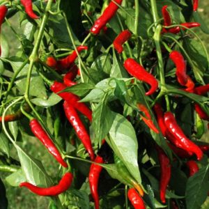 Hot Pepper, Cayenne Long Red Slim