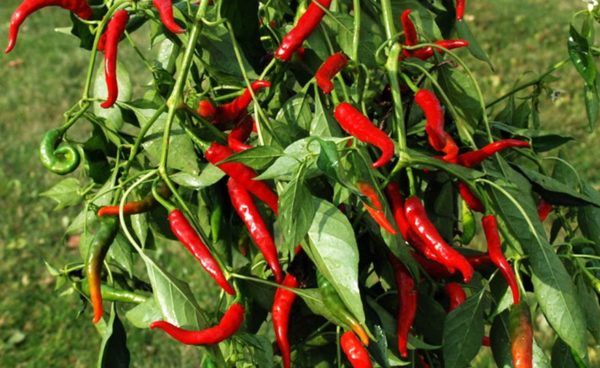 Hot Pepper, Cayenne Long Red Slim