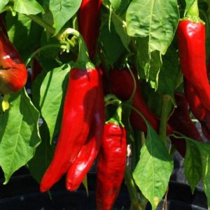 Sweet Pepper, Chervena Chujski