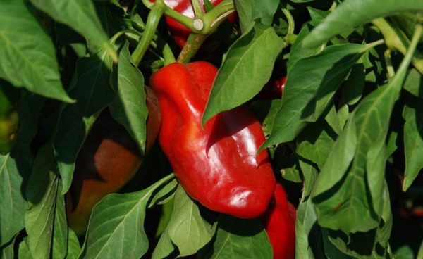 Sweet Pepper, Cubanelle