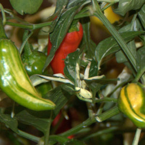Hot Pepper, Fish Pepper