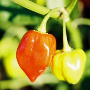 Hot Pepper, Habanero