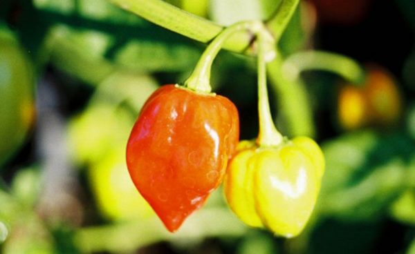 Hot Pepper, Habanero