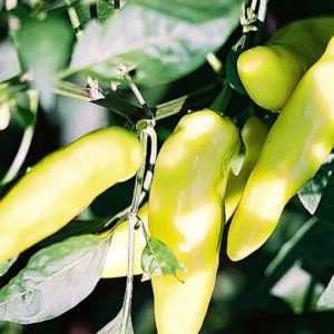 Sweet Pepper, Hungarian Sweet Wax