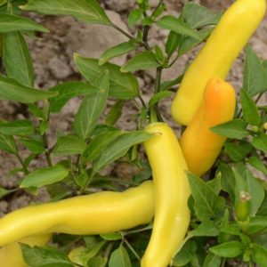 Hot Pepper, Hungarian Yellow Wax Hot